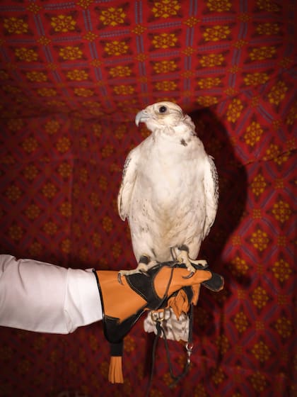 La cetrería es una práctica muy arraigada
en la cultura saudí tradicional.