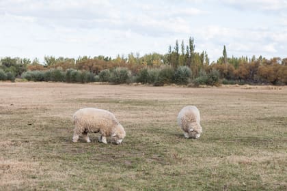 La chacra La Esmeralda está junto al río Negro.