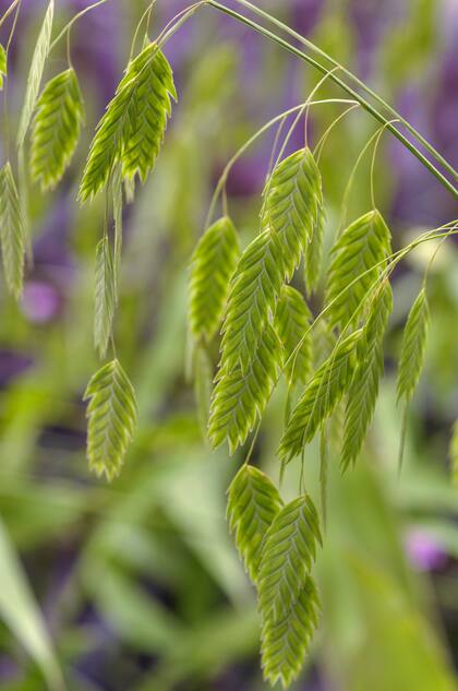 La Chasmanthium latifolium posee inflorescencias son arqueadas y lucen sus espiguillas pendientes, de una geometría sorprendente.