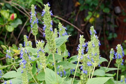 La chía se obtiene de una variedad de salvia