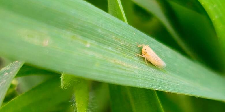 El futuro del maíz: optimismo en el negocio agrícola según el CEO de Bayer Cono Sur