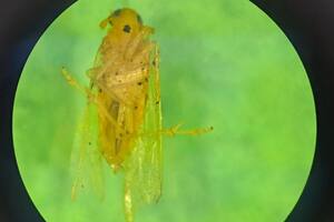 La chicharrita africana, cuyo nombre científico es Leptodelphax maculigera