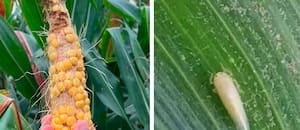 Sorpresiva expansión de una temible plaga para un cultivo