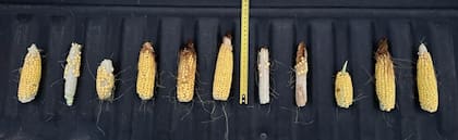 La chicharrita es vectora de tres enfermedades que afectan la producción del maíz