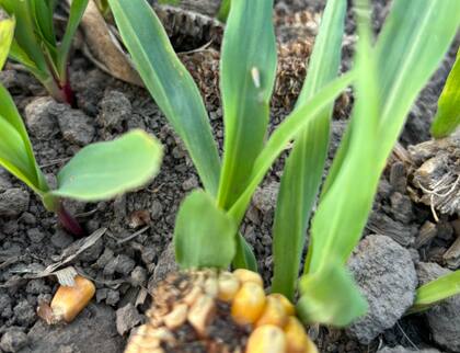 La chicharrita golpeó a la producción
