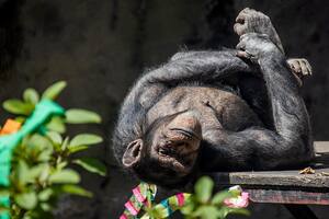 Día Mundial del Chimpancé: ¿por qué se conmemora y cuáles son los peligros que enfrentan?