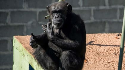 La chimpancé Cecilia, en el santuario de Brasil