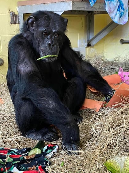 La chimpancé tuvo una buena adaptación en su nuevo hogar