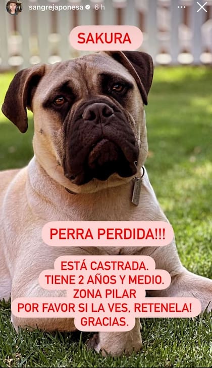 La China Suárez busca a su perra y generó revuelo entre sus seguidores (Captura: Instagram @sangrejaponesa)