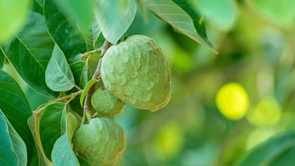 La chirimoya se caracteriza por ser fuente de potasio y vitamina C