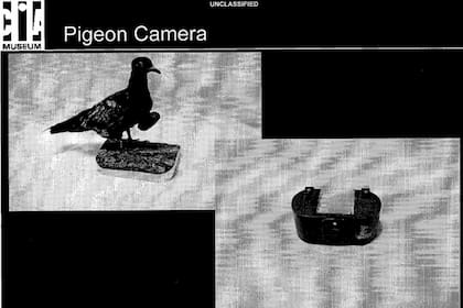 La CIA experimentó con palomas equipadas con cámaras para tareas de espionaje