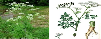 La cicuta es tan peligrosa para los animales como para el ser humano, pudiendo llegar hasta la muerte