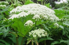 La planta que se puede confundir con otra comestible y es letal para animales y humanos