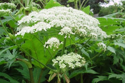 La planta que se puede confundir con otra comestible y es letal para animales y humanos