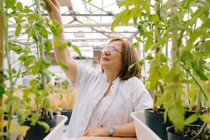 Raquel Chan, la científica argentina que creó semillas resistentes a la sequía y ganó un premio internacional