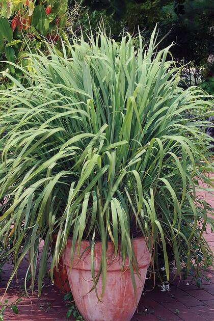 La Citronela es una de las plantas más efectivas para ahuyentar al mosquito