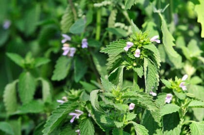 La citronela es una de las plantas más efectivas para prevenir las picaduras de mosquitos