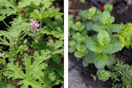 La citronela, también conocida como geranio limón y la menta funcionan como una barrera aromática capaz de ahuyentar insectos