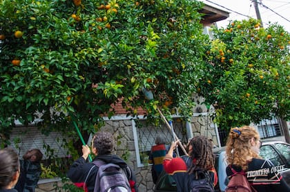 La ciudad alberga, a la vista de todos y a la vez de manera casi secreta, decenas de frutales