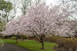 Hasta cuándo se extiende la temporada de cherry blossom 2026 en Nueva York