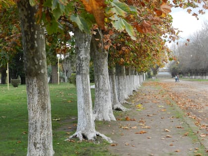La ciudad de Nueve de Julio tiene un feriado local este jueves 8 de agosto