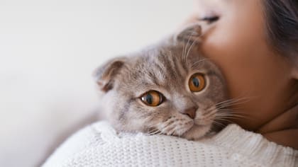 La Ciudad lanza una plataforma digital que reunirá todos los servicios destinados a las mascotas