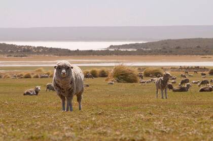 La ciudad ofrece postales espectaculares del paisaje patagónico. Gentileza: Ente de Turismo de Puerto Madryn.