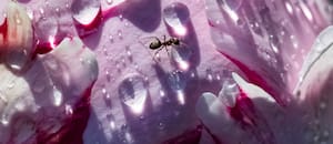 Guardianes de una gota de agua: Hooke, Leeuwenhoek y la fascinación por los primeros microscopios