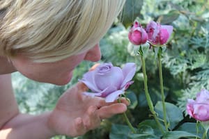 Cómo lograr un universo de aromas en el jardín