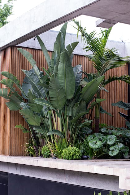La clave está en combinar texturas, tonos de verde y floraciones que toleran o prefieren sombra
