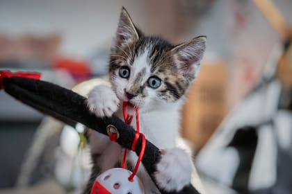 La clave para interactuar con un gato está en permitirle tomar la iniciativa