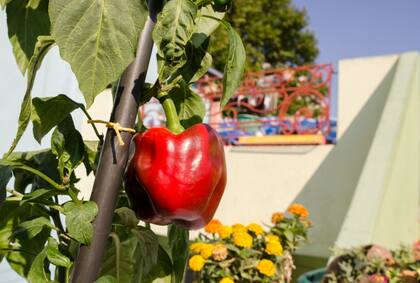 La clave se encuentra en combinar plantas de crecimiento horizontal con otras de crecimiento vertical, puerros y lechugas, respectivamente, o especies de crecimiento rápido, rabanitos y lechugas, con algunas de crecimiento lento, como zanahorias y repollos