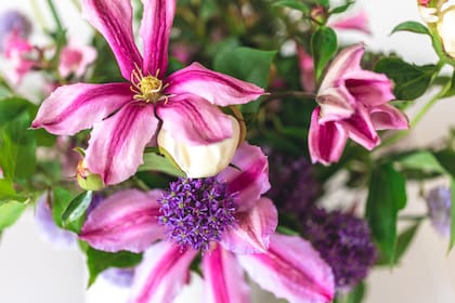 La clematis tiene una gran variedad de colores (Foto: Freepik)