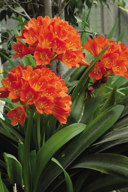 La clivia crece bien debajo de árboles o en jardines sombreados, dando una nota de color en una época de pocas flores. Se puede cultivar en maceteros.