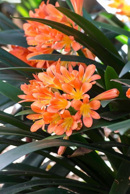 La Clivia miniata es ideal para pequeños jardines sombreados, dando una nota de color en una época de pocas flores.