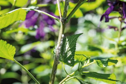 La cochinilla es un insecto parásito que se encuentra comúnmente en plantas, especialmente en aquellas de climas cálidos. Existen varias especies de cochinillas, pero todas tienen en común su capacidad para alimentarse de la savia de las plantas.