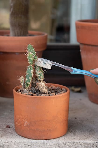 La cochinilla puede ser mortal para las suculentas si no se descubre a tiempo