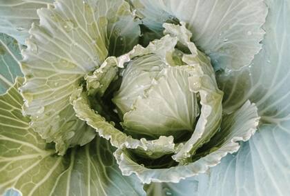 La col de bruselas es lo que ayudó a mantener a Jennifer Lopez un cuerpo fuerte y radiante a sus 55 años de edad