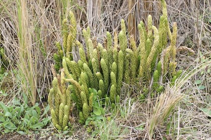 La cola de quirquincho está ganando notoriedad por los beneficios de su consumo para la salud, entre los que preponderan sus propiedades afrodisíacas y neuroprotectoras
