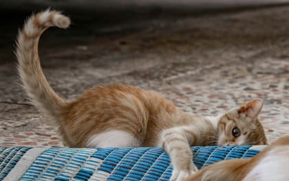 La cola es una de las partes más expresivas del gato