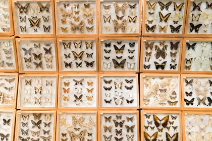 La colección de mariposas.