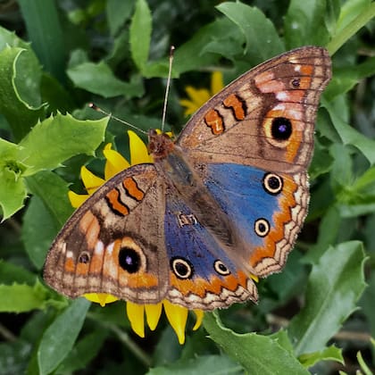 La colorida Cuatro ojos (Junonia genoveva hilaris) que revolotea en el Parque de la Estación
