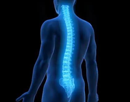 La columna vertebral humana es el mejor ejemplo de las limitaciones heredadas.