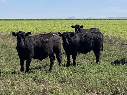 La combiación forrajera empleada por Gau es pasturas, campo natural y verdeos de invierno y de verano