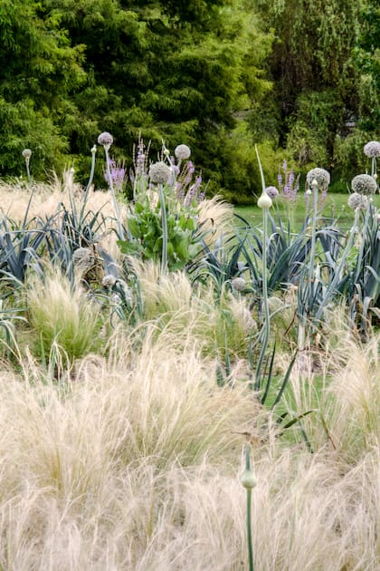 La combinación de alliums y gramíneas constituye una alternativa original para los canteros