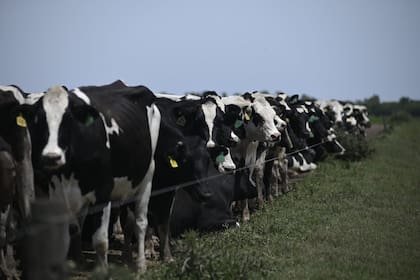 La combinación de calor y falta de agua útil pone en riesgo la producción forrajera para el invierno