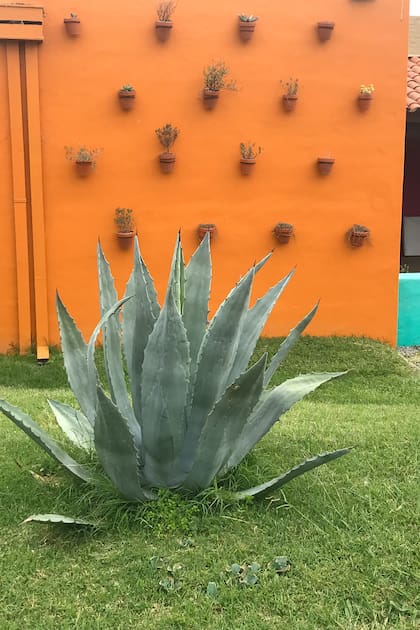 La combinación de naranja con verde acompaña la impronta del diseño. Las macetas son una incorporación de diseño que da la nota de color a la vez que cubre un espacio.