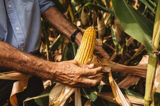 Maíz: un manejo para hacer frente a las restricciones hídricas