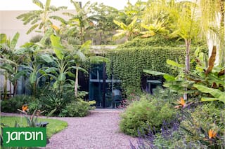 Por qué son las nuevas favoritas para vestir fachadas, balcones e interiores