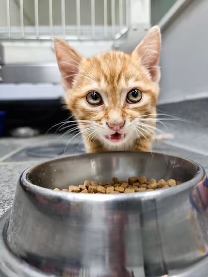 La comida del gato es fundamental en los cuidados (Foto: Greenside Animal Hospital)
